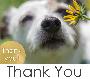 Ecard: Thank You (dog)