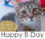 Ecard: Happy Birthday (cat)