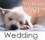 Congratulations - Wedding (dog)