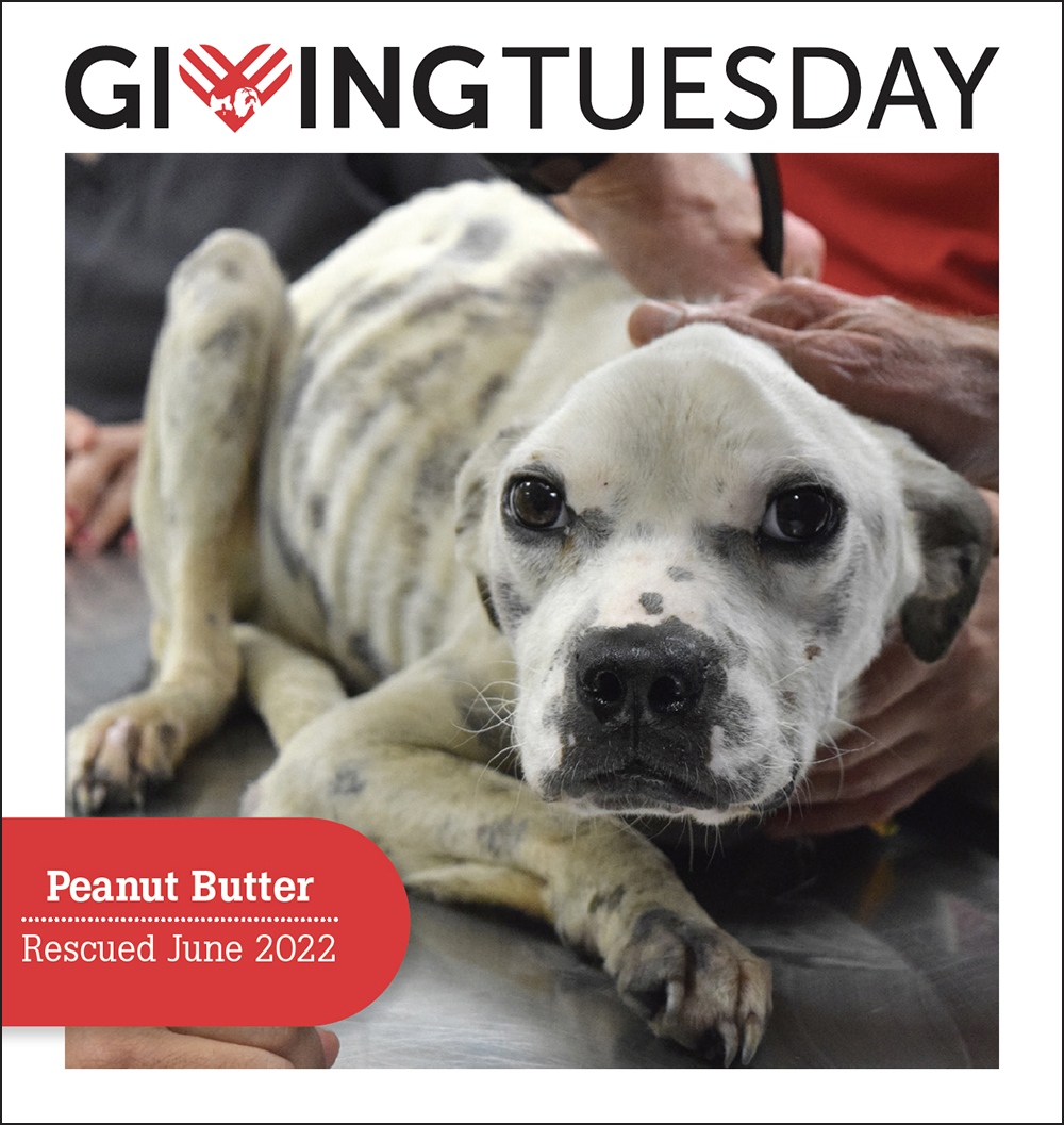 GivingTuesday2022-PeanutButter-outlined