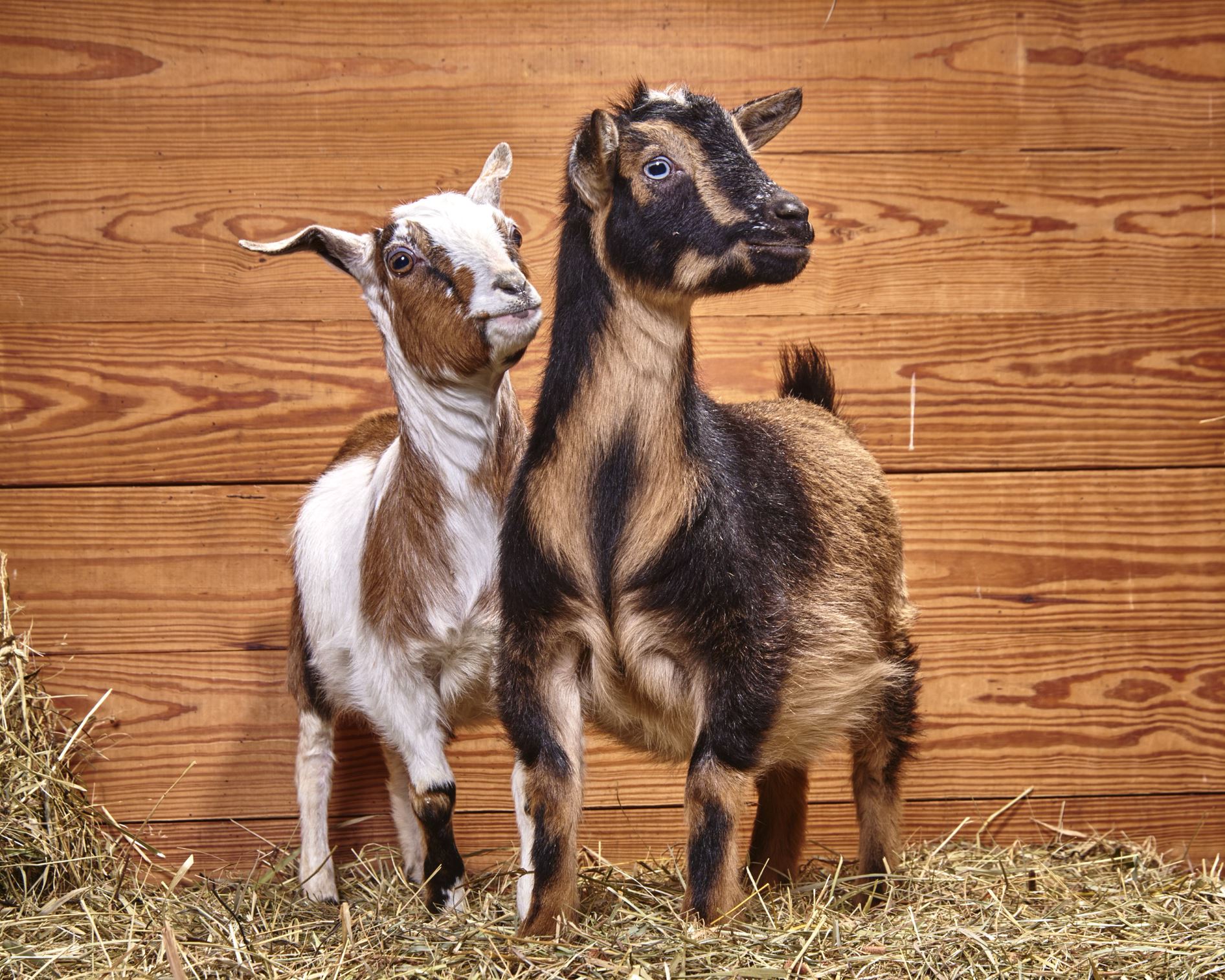 Barn Buddy Laverne and Shirley, the Dwarf Goats
