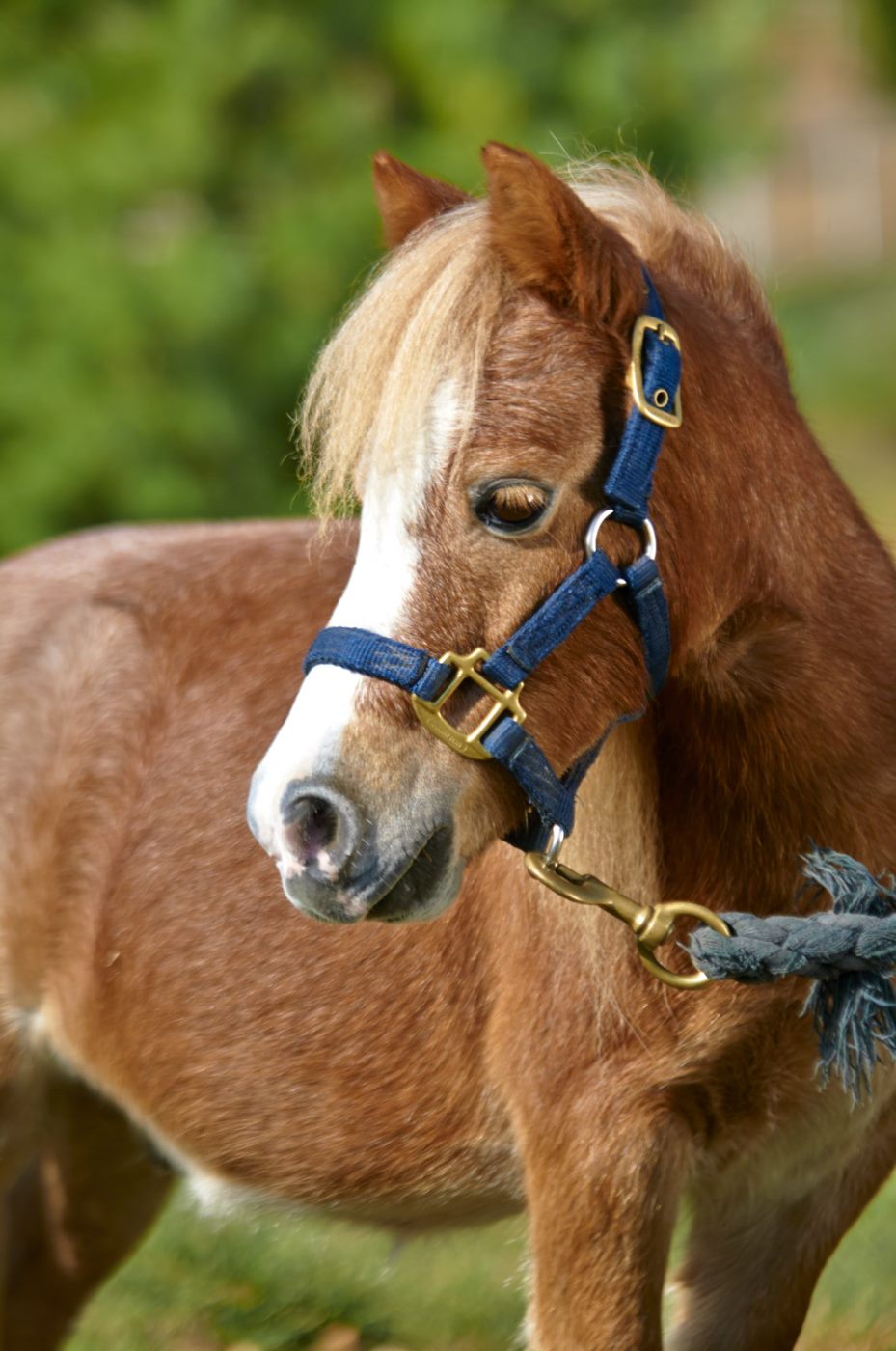 Barn Buddy Teddy, The Miniature Horse
