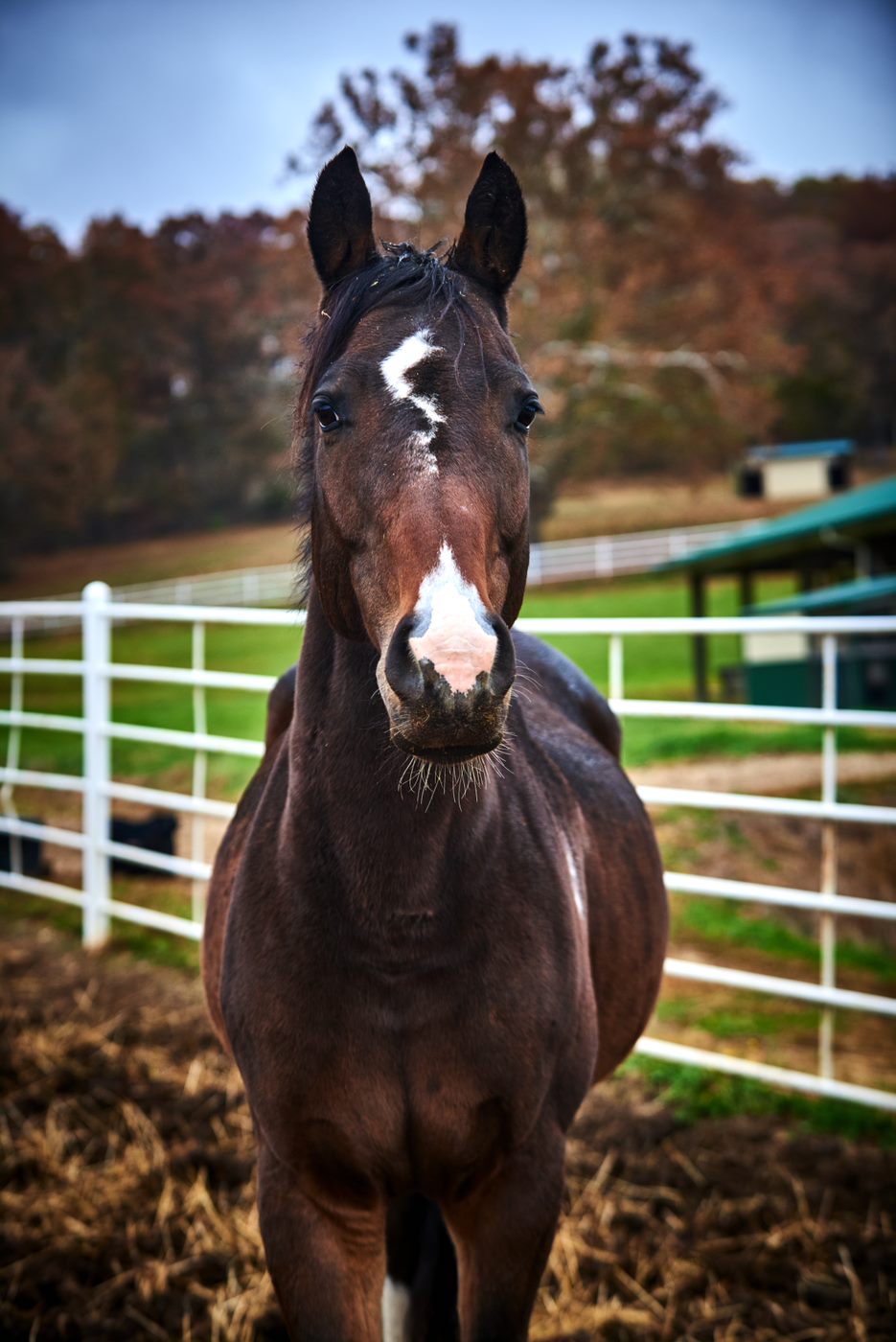 Barn Buddy Twister, The Horse
