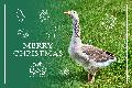 RKD - Long Meadow 2021 - Merry Christmas eCard
