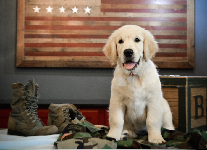 Service Dog in front of an American Flag