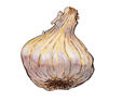 Updated: Garlic