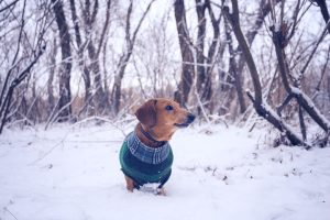 Dog-in-winter-coat-300x200