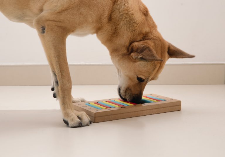 Dog-treat-game-768x535