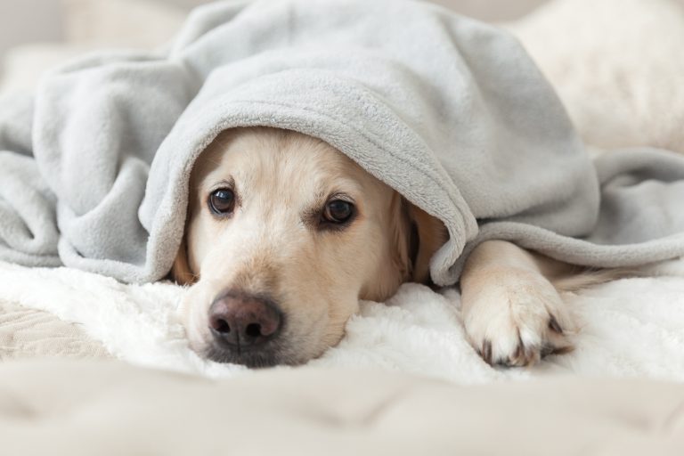 Dog-wrapped-in-blanket-768x512