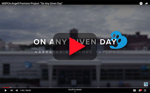 View Premiere Project Video