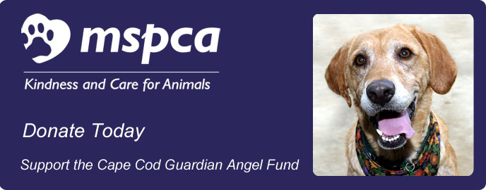 Donation Form Cape Cod Guardian Angels