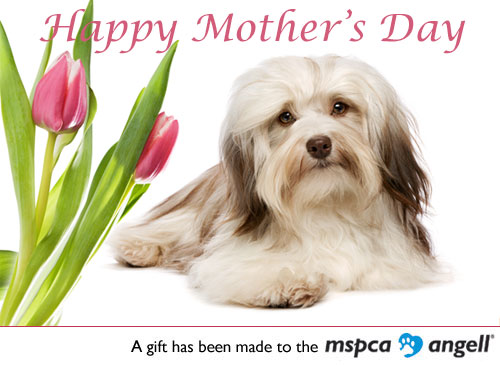 Mother's Day eCards - MSPCA-Angell