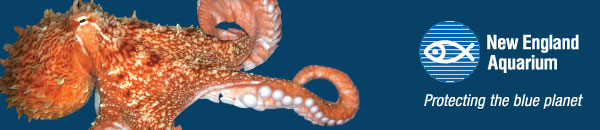 Masthead - Octopus