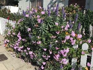 Our Super Bloom