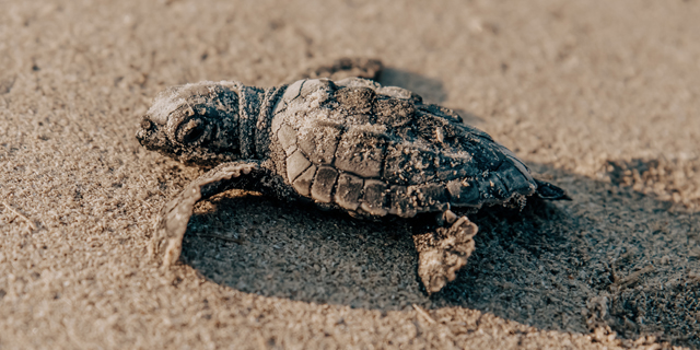 Baby sea turtle image