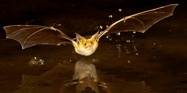 Image of bat flying