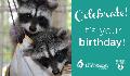 E-Card: Birthday PW - Raccoons