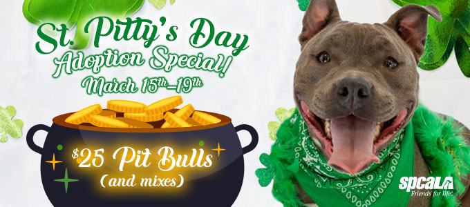 gray pitbull type dog with green bandanna and event text