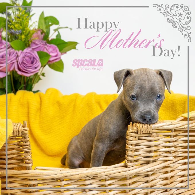 2022: Mother's Day bashful puppy
