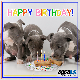 eCard: Happy Birthday (Dogs)