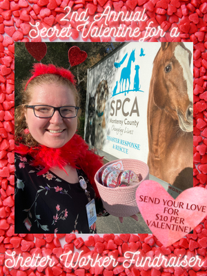 Send a Secret Valentine to a shelter worker! Donate $10 before February 10.