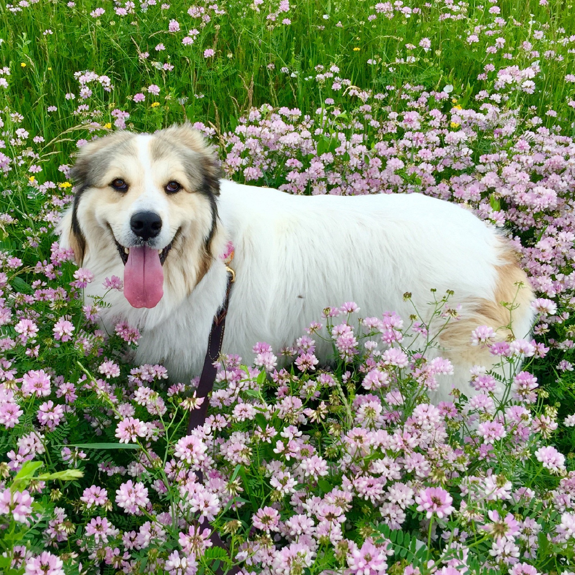 dog in flowers