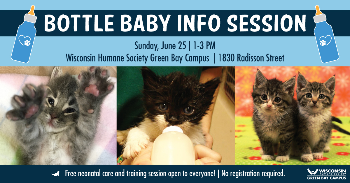 Bottle Baby Info Session kittens GB