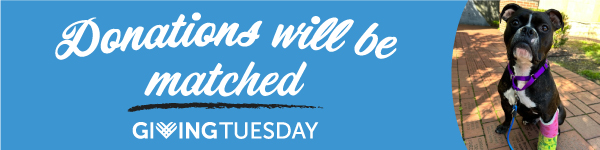 Giving Tuesday 2022_Donation Banner.jpg