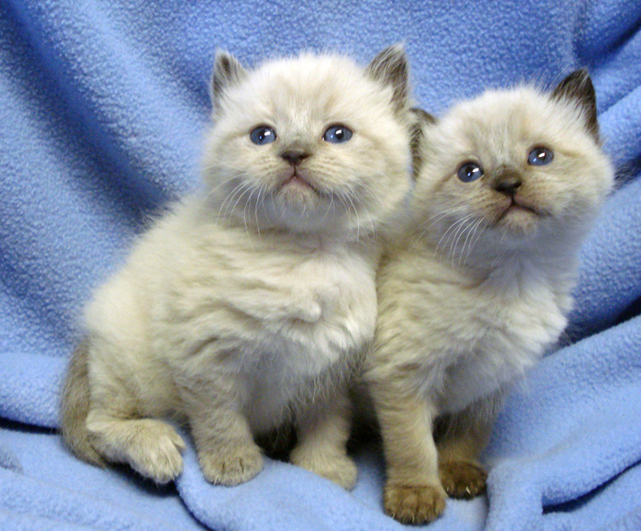 kittens 4 for NG.jpg