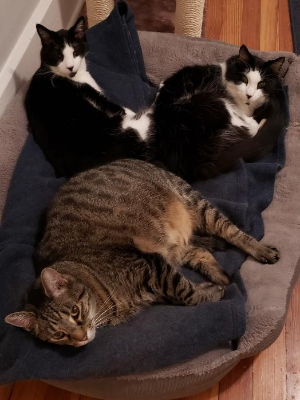 Our 3 Boys, Rascal & Frankenstein (the cow boys) and Moose (the chonk)