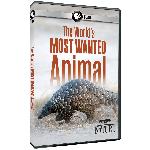 Click here for more information about DVD: Nature: Pangolin: The World's Most Wanted Animal
