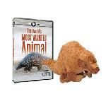 Click here for more information about DVD: Nature: The World's Most Wanted Animal + Pangolin Plush Toy